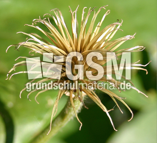 Clematis-verblueht.jpg